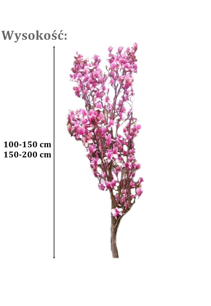 magnolia galaxy - duze sadzonki drzewa o roznych obwodach pnia